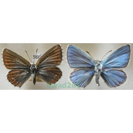 Polyommatus bellargus (Rottemburg, 1775) pair Czech56f